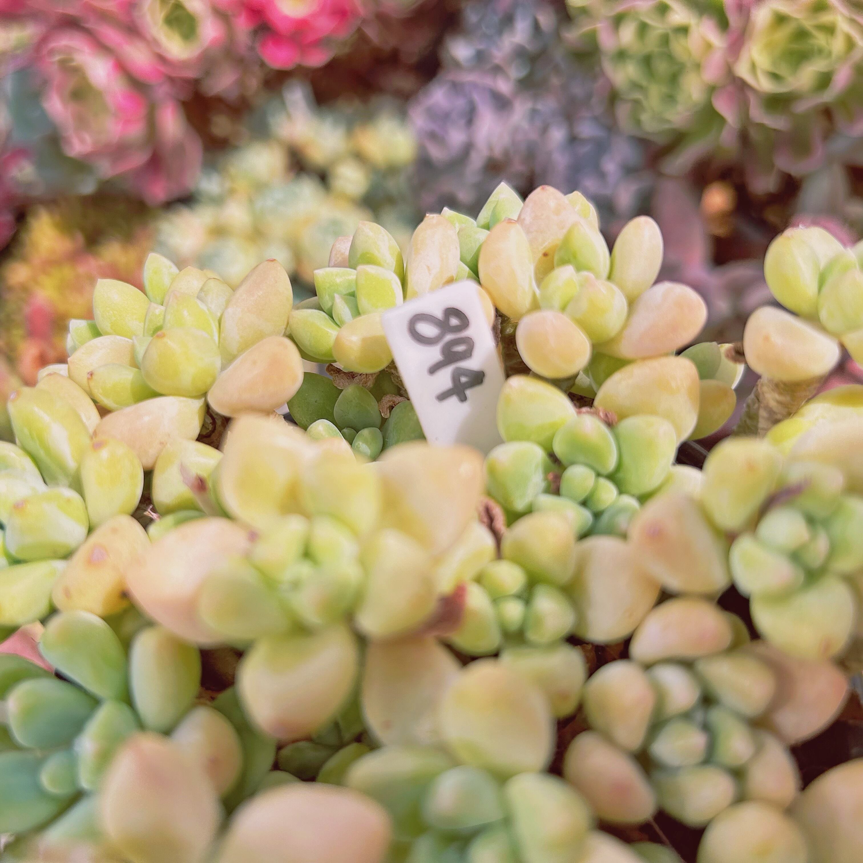 89−現物 多肉植物 ホワイトケーキ 特大 | るる農園~多肉植物専門