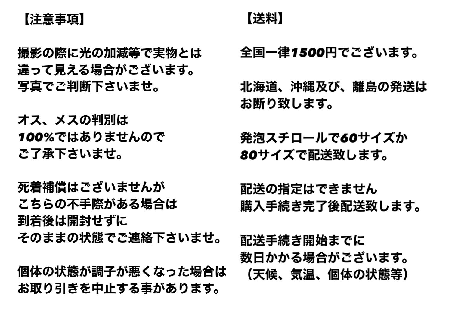 得ぽん‼️五式系メダカ (クム × 北辻ヒレロング) 3匹セット❗️(♂1 