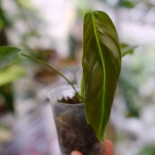 フィロデンドロン パトリシアエ / Philodendron patriciae⑦ / 観葉植物