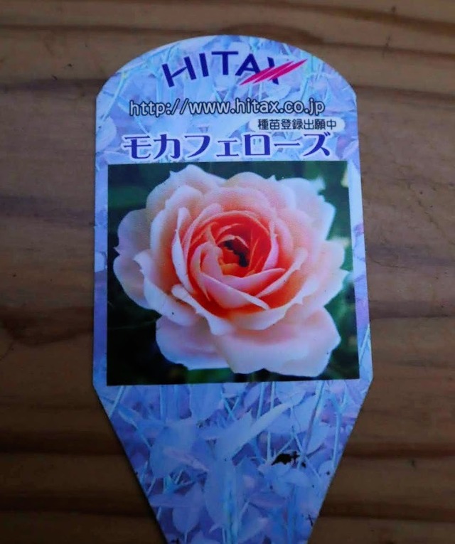 花苗　ミニバラ　『モカフェローズ』　3.5号硬質ポット　薔薇