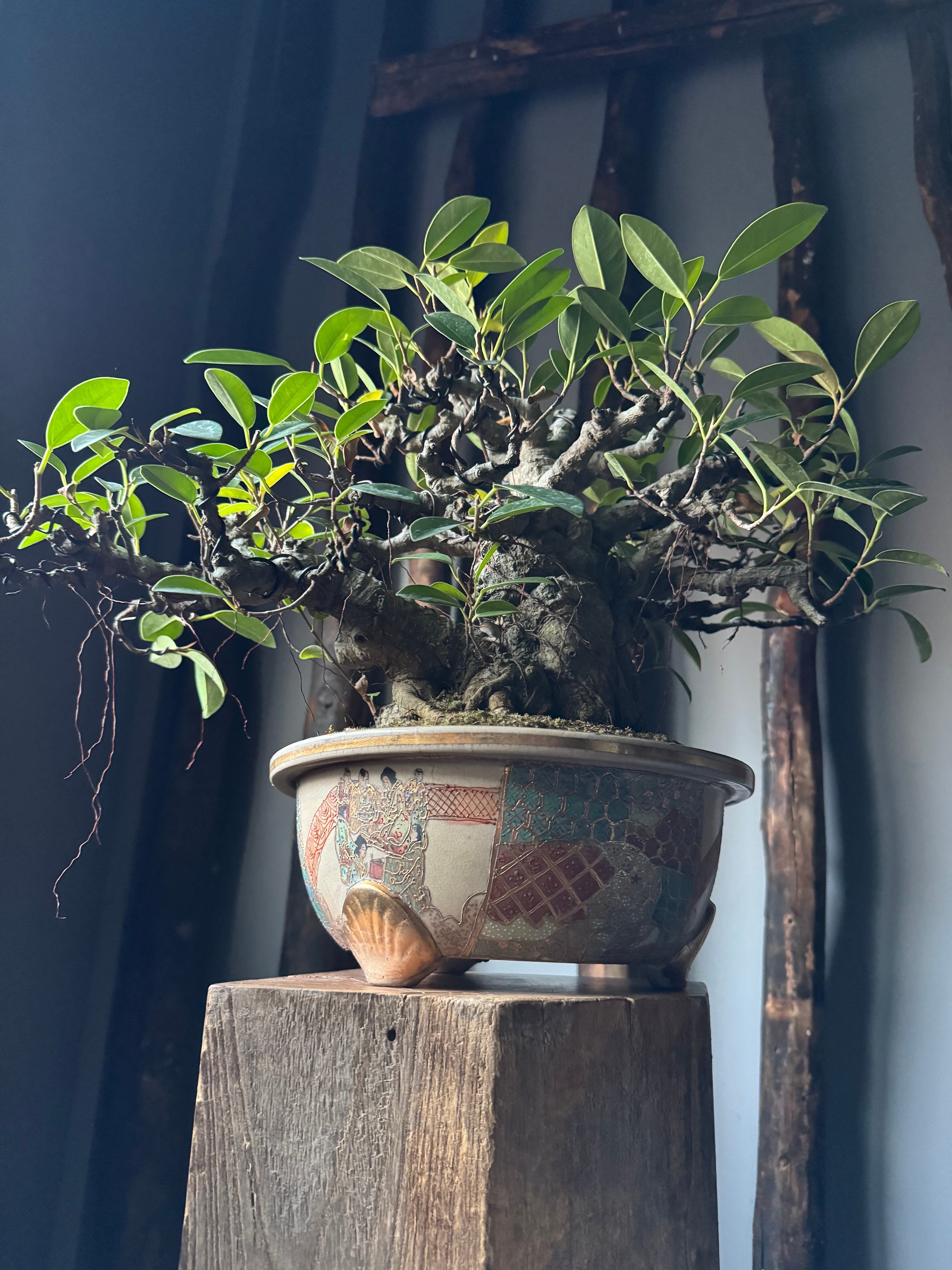 琉球盆栽】Ficus microcarpa【極上のイボガジュマル】 | 青坊主-aobouzu-