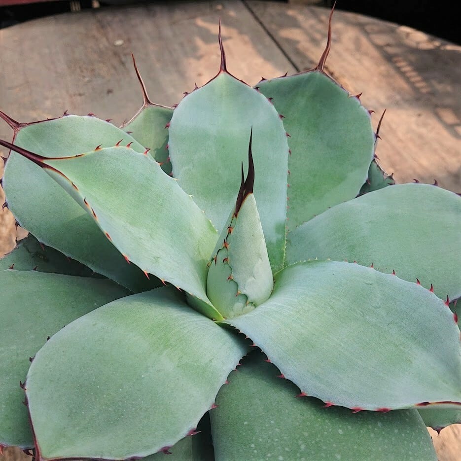 no.2 子株付き アガベ パリー トランカータ agave parryi truncata ...