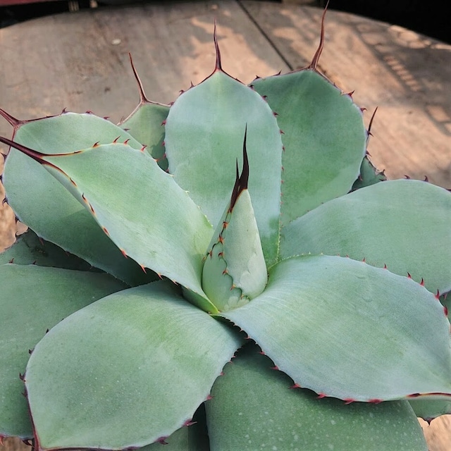 アガベ ポタトルム 吉祥冠錦 agave potatorum ‘Kissho Kan’ variegata 【発根済】