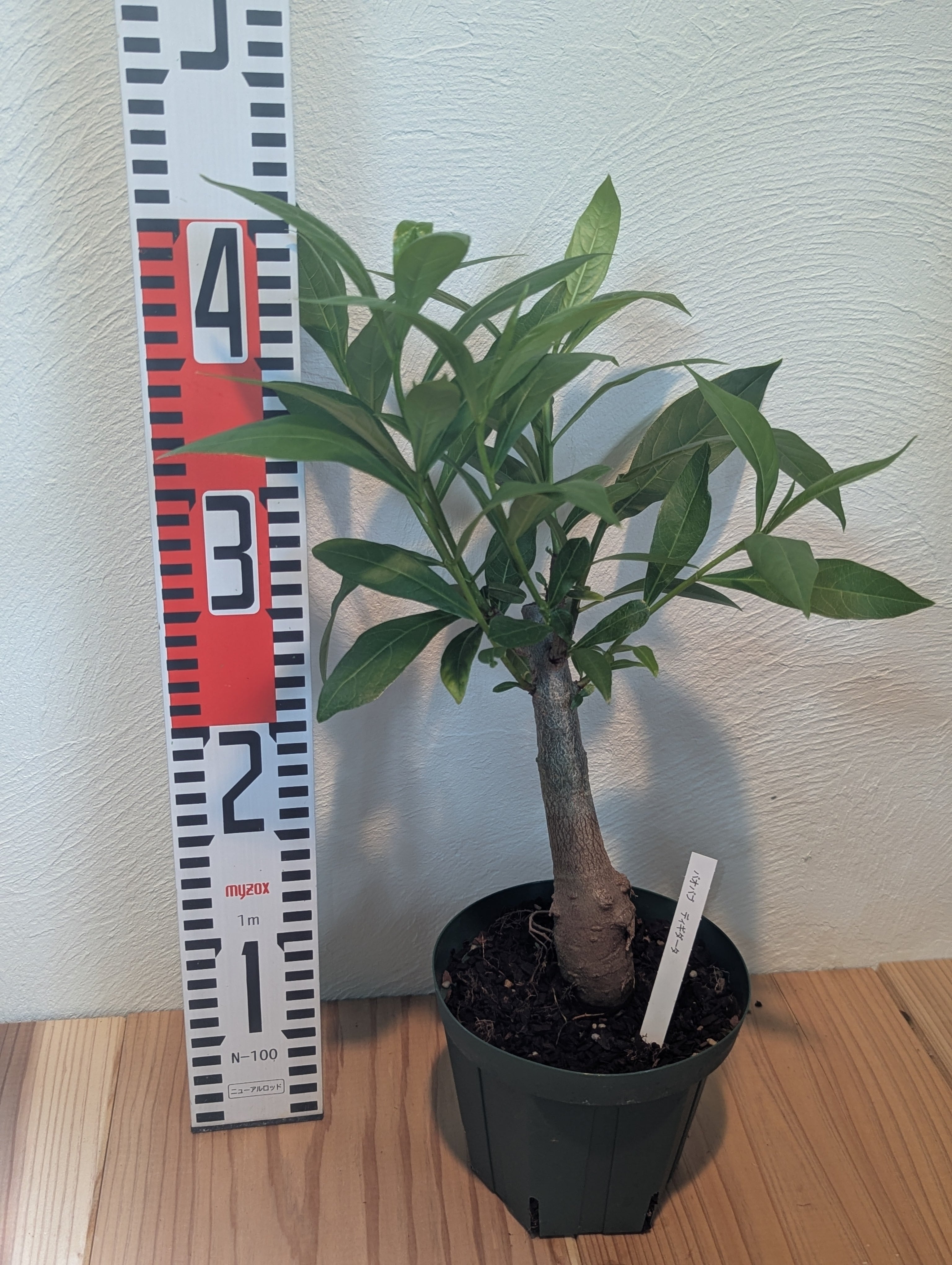 オバティフォリア モビー moby アガベ 輸入株 US 希少 発根済み