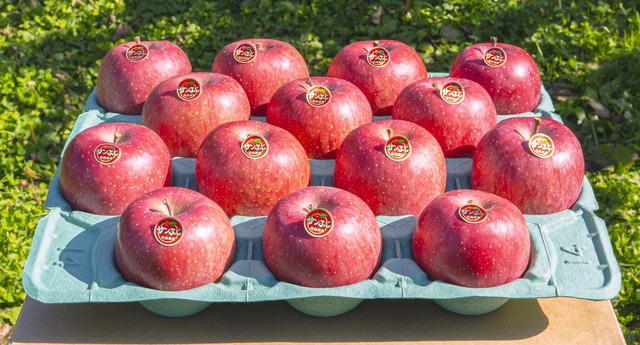 サンふじ  贈答用　１０kg