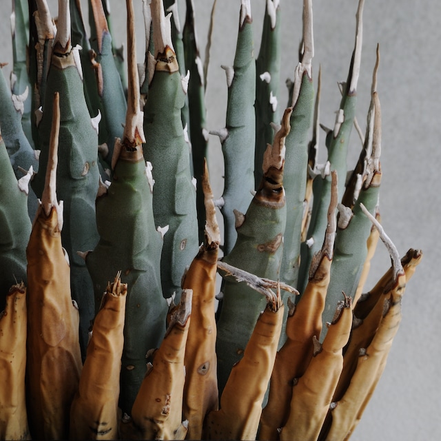 アガベ ユタエンシス エボリスピナ