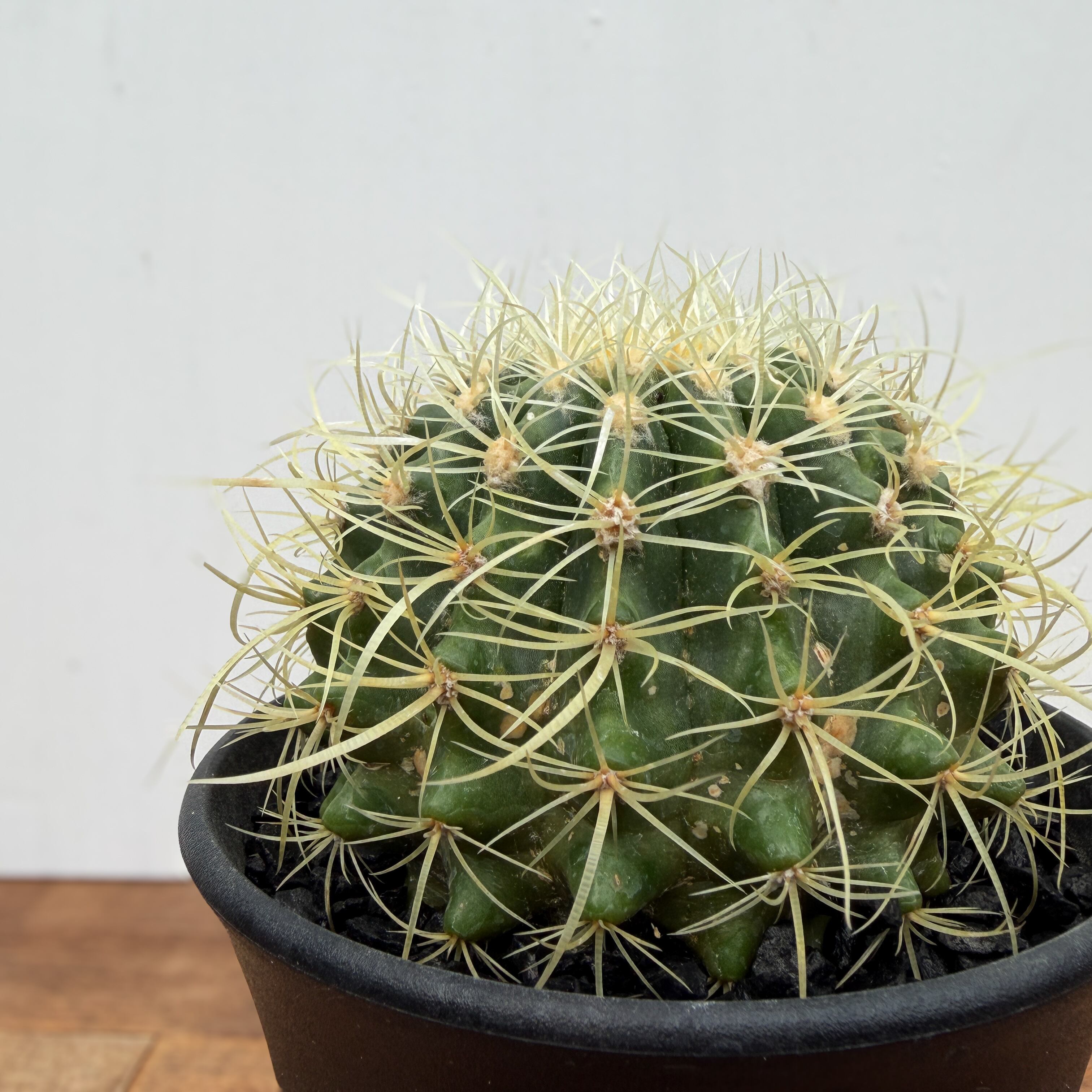 パーマネント金鯱　エキノカクタス　15本 Echinocactus grusonii 【エキノカクタス・パーマネント金鯱
