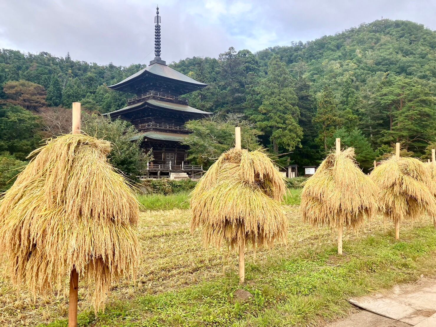 【今堀】天然クロモジ天日干し3kg 30kg】天日干し・自然栽培《亀の尾》（令和7年産） | 自然栽培 天地人