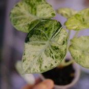 Alocasia Ninja Tricolor│アロカシア ニンジャ トリカラー②│観葉植物