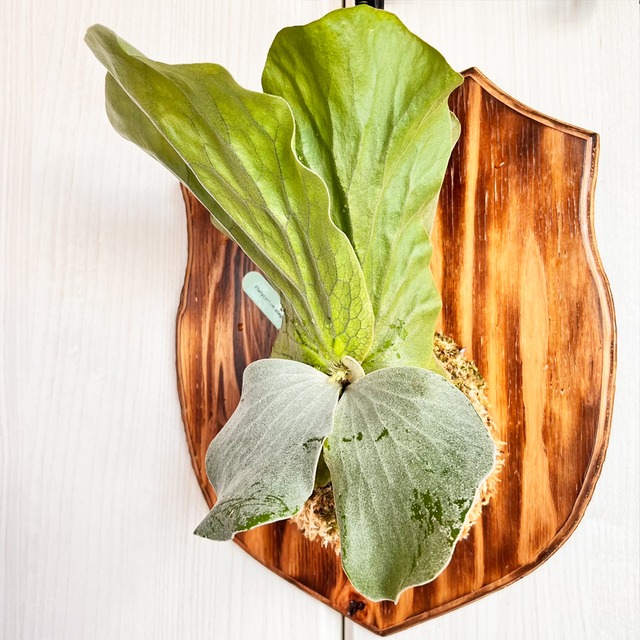 ビカクシダ エレファントティス 中株 板付 【観葉植物 壁掛け コウモリラン】