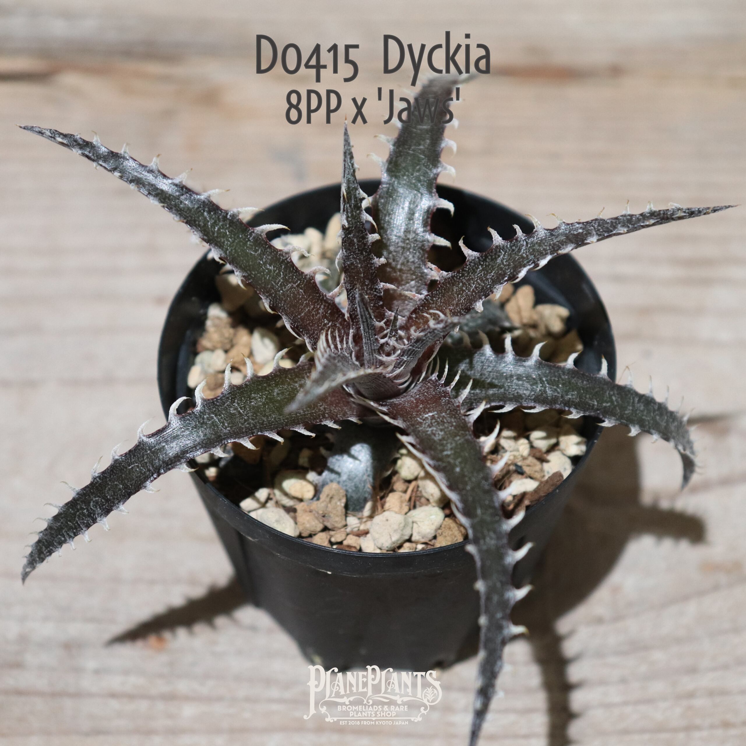 【抜き苗送料無料】8PP x 'Jaws'〔ディッキア〕現品発送D0415
