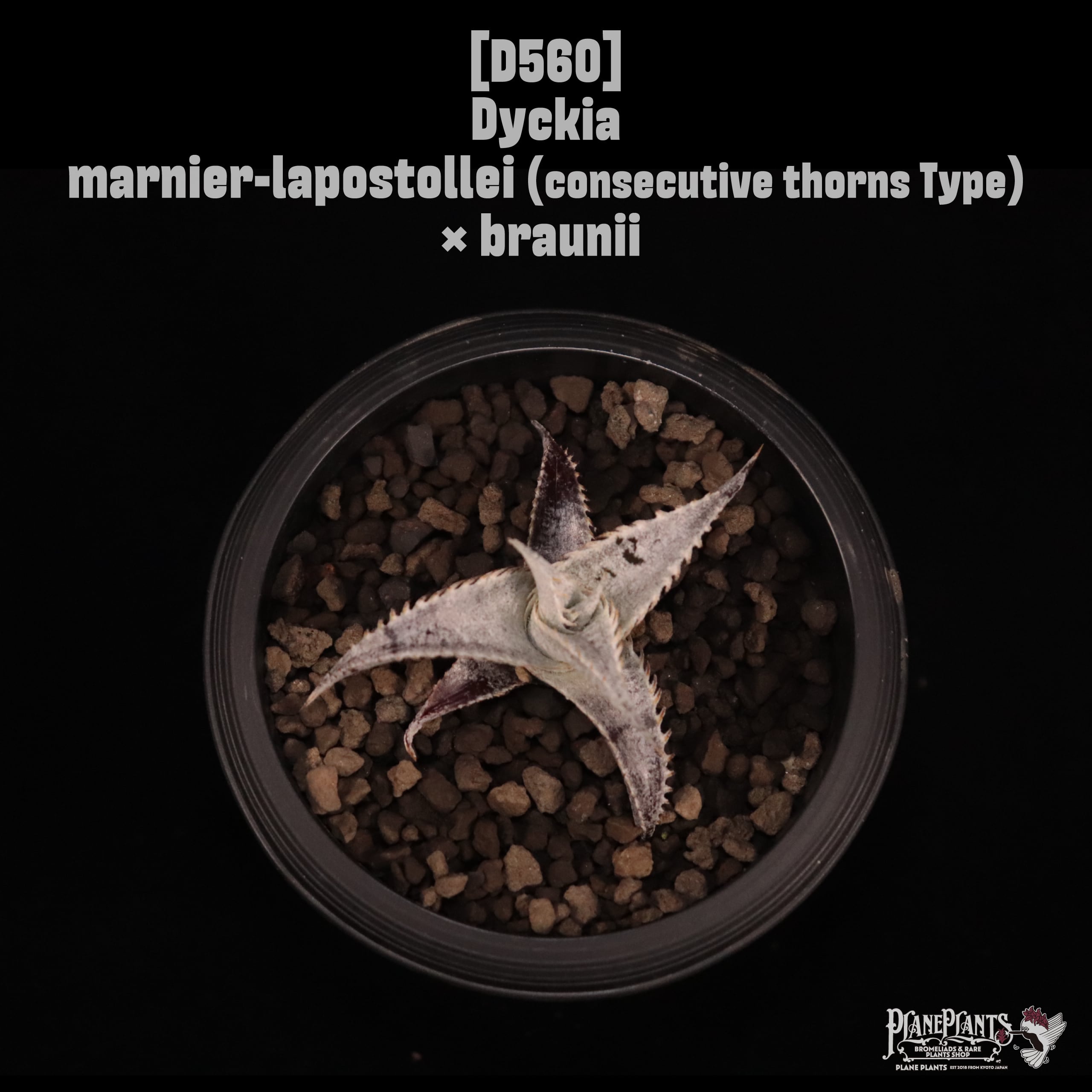 Dyckia | plane plants