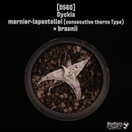 【送料無料】Dyckia marnier-lapostollei(連棘タイプ) × braunii〔ディッキア〕現品発送D560