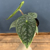 アンスリウム　ルクスリアンス【1062】