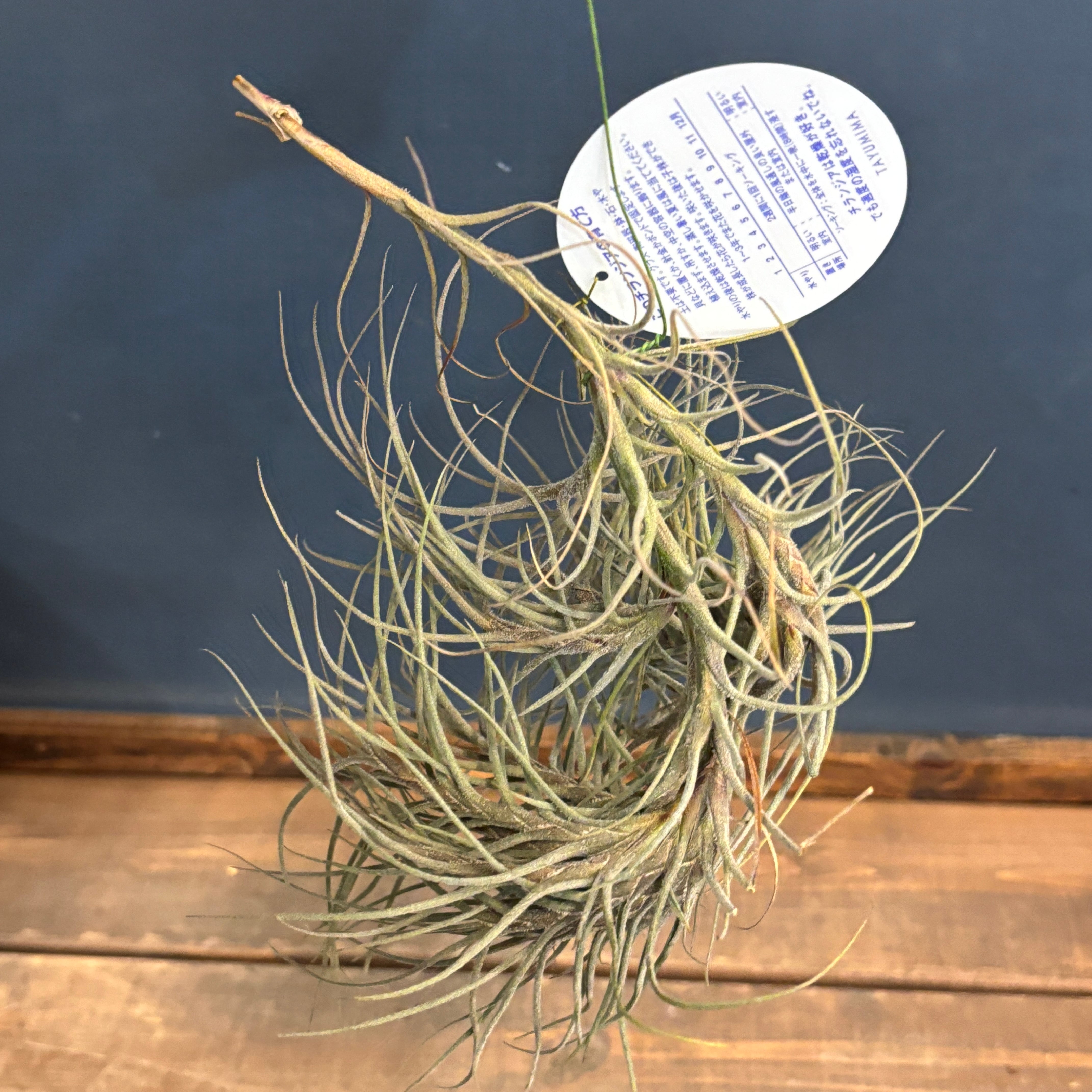 チランジア バンデンシス【369】 | PROTOLEAF プロトリーフ