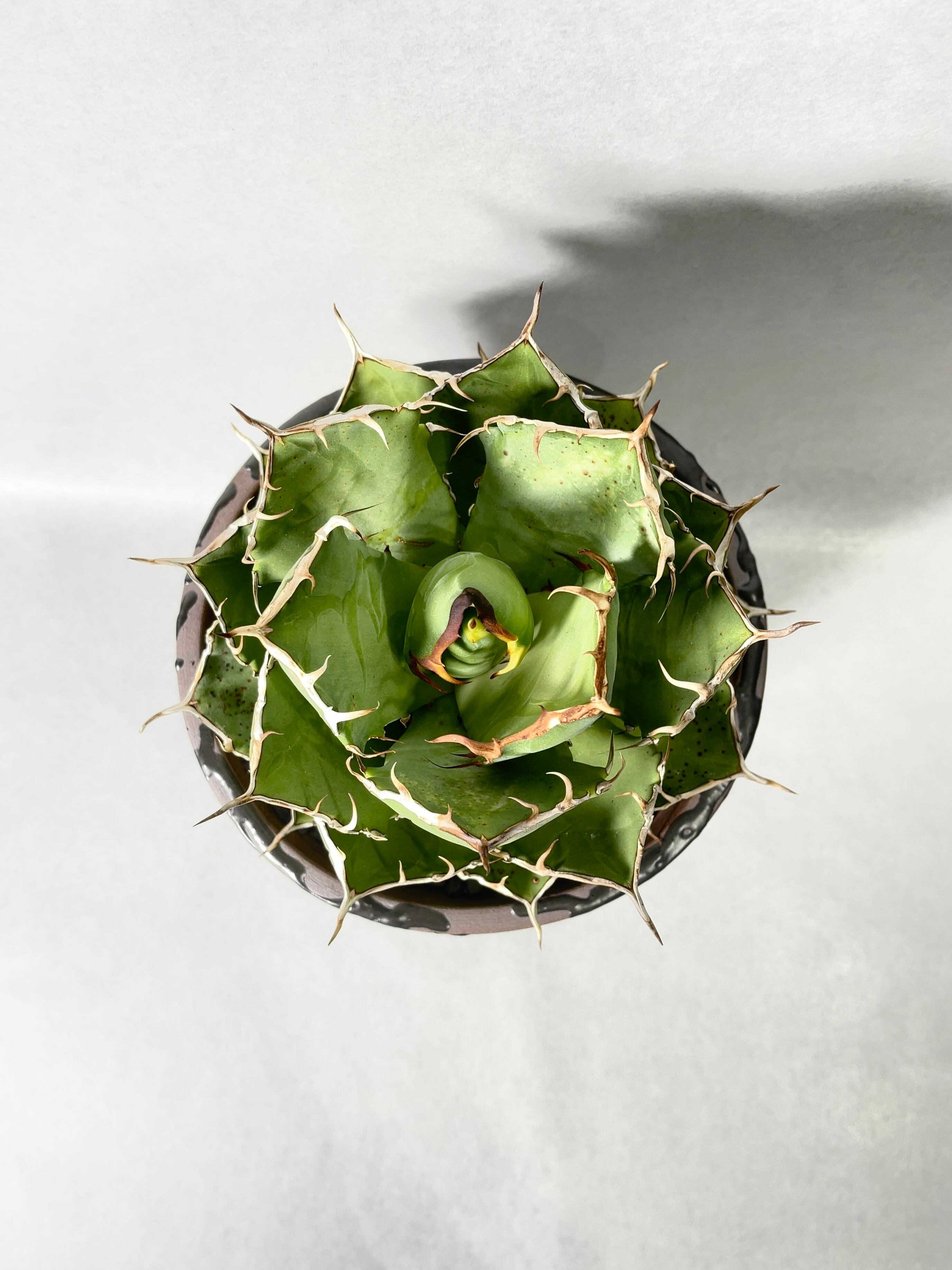 アガベ・強刺fo-76 | trigger