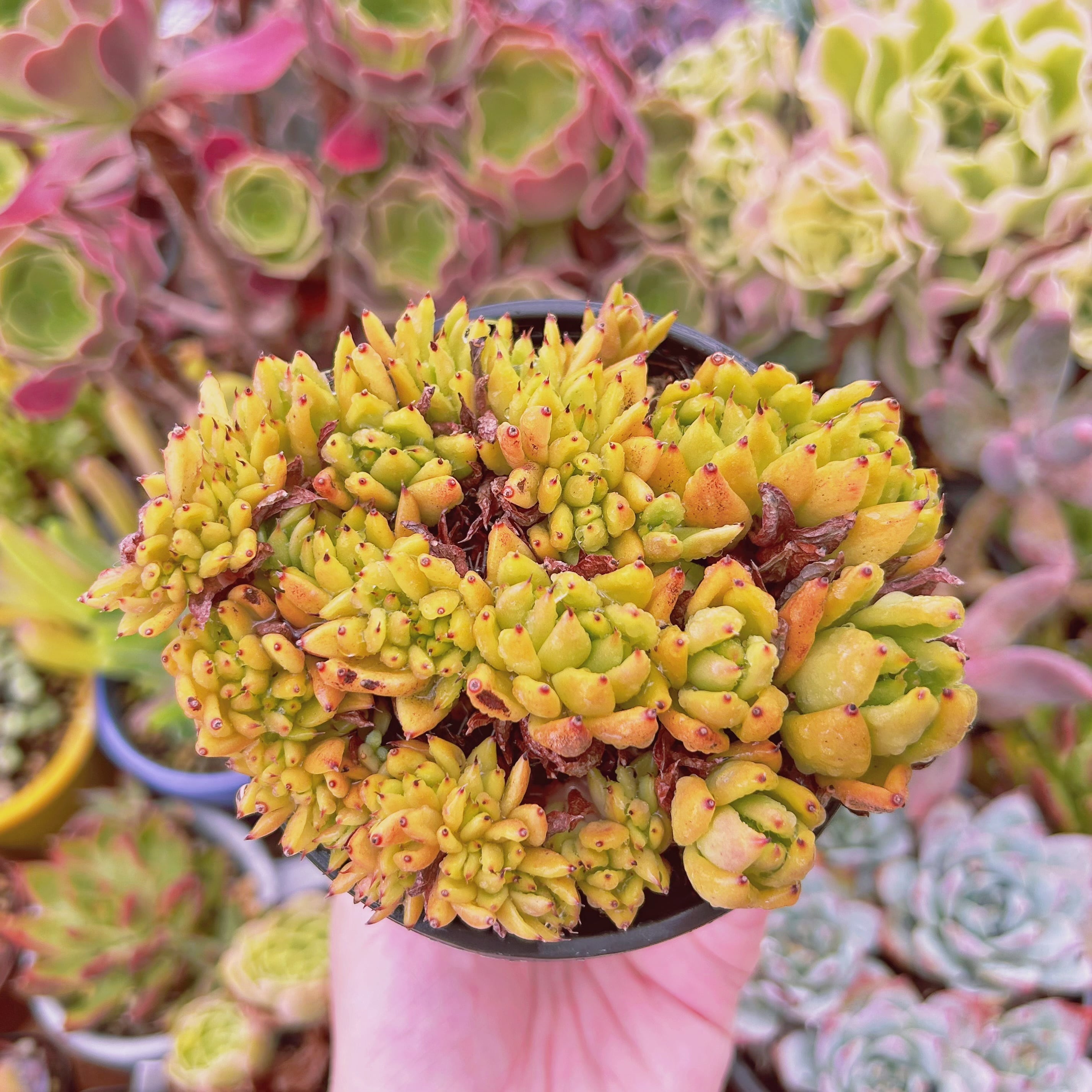 265現物 多肉植物 魅惑の宵 缀化 特大 抜き苗 | るる農園~多肉植物専門