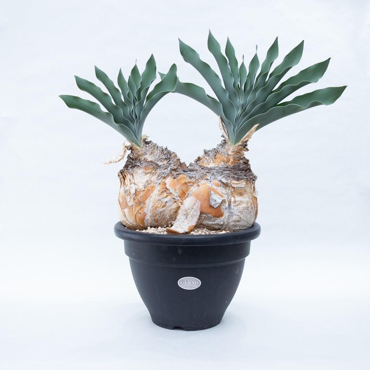 【新着】Boophane haemanthoides double head 【玉ねぎみたいな可愛い品種】ブーファン ハエマンソイデス