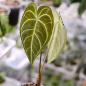 【希少な交配種】アンスリウム ワロクアーナム × アンスリウム レガレ③