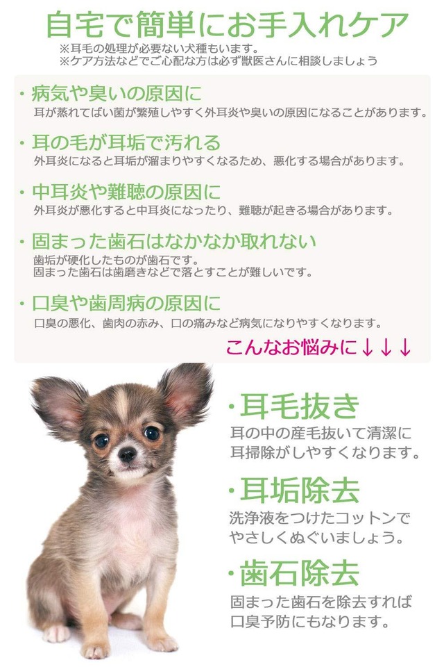 【在庫セール】『プチリュバン』ブランドのツィーザース サイズ：S ペット耳の毛抜き用 クリーニング ピンセット ステンレス ロック付き かんし