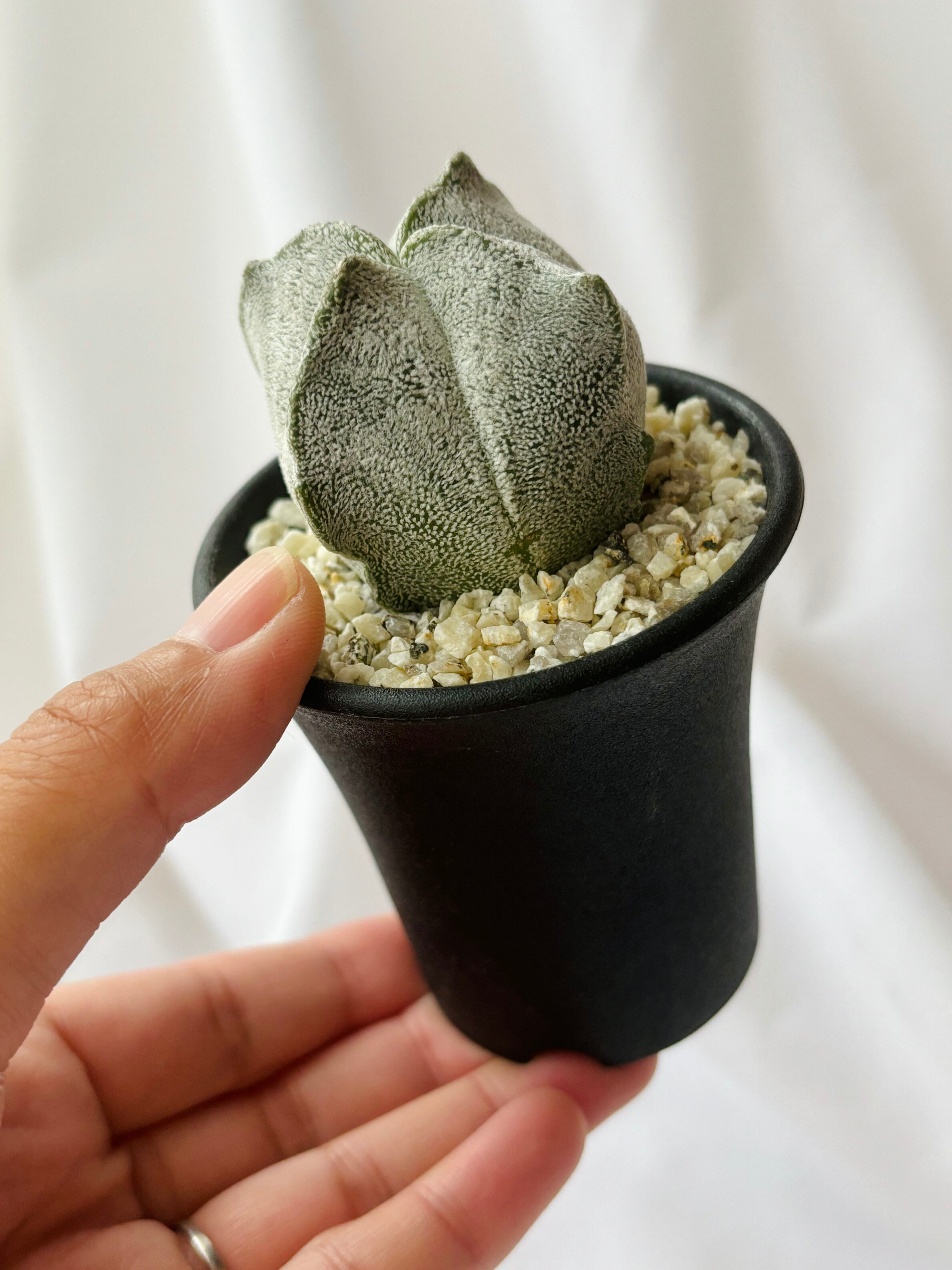 Astrophytum coahuilense アストロフィツム 四角白ラン サボテン