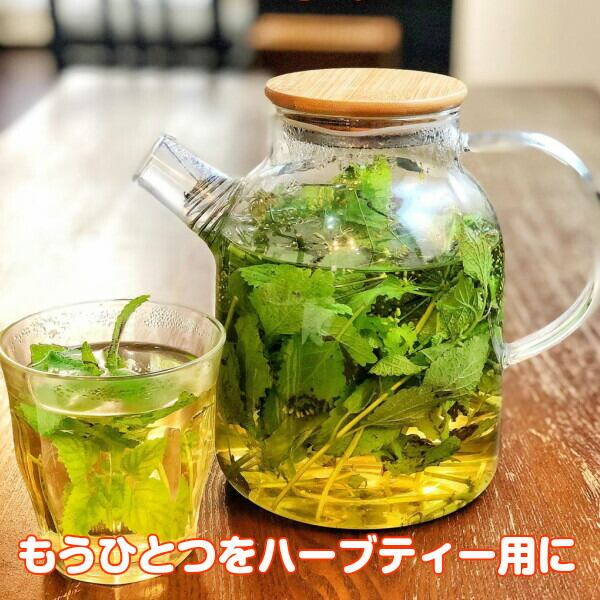 プランター 植木鉢 鉢 おしゃれ（プラ製プランター 白） | ハーブ苗の