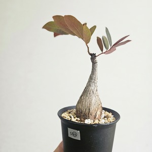 S42〚フィランサス・ミラビリス〛Phyllanthus Mirabilis 塊根植物 コーデックス ポット発送