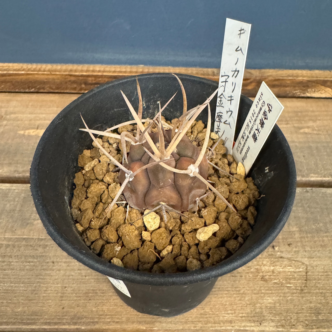 サボテン ギムノカリキウム 守金摩天龍【771】