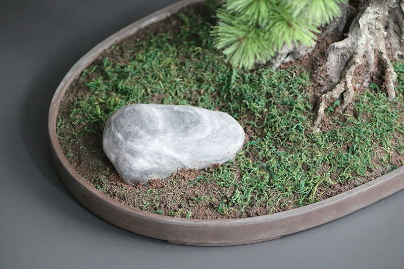 盆栽 松 Pinetree Bonsai #156 | Oh! BONSAI