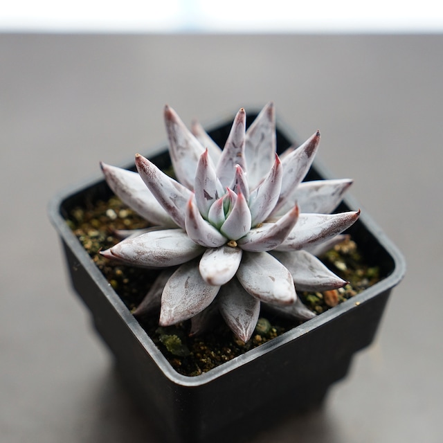 抜き苗 アンギキュラータ ミニ株 Echeveria unguiculata