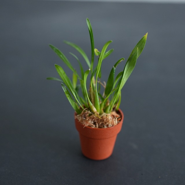 デンドロキュラム ピグメア Dendrochilum pygmaea（セロジネ ピグメア）【着生ラン】苔テラリウム用・初心者向け