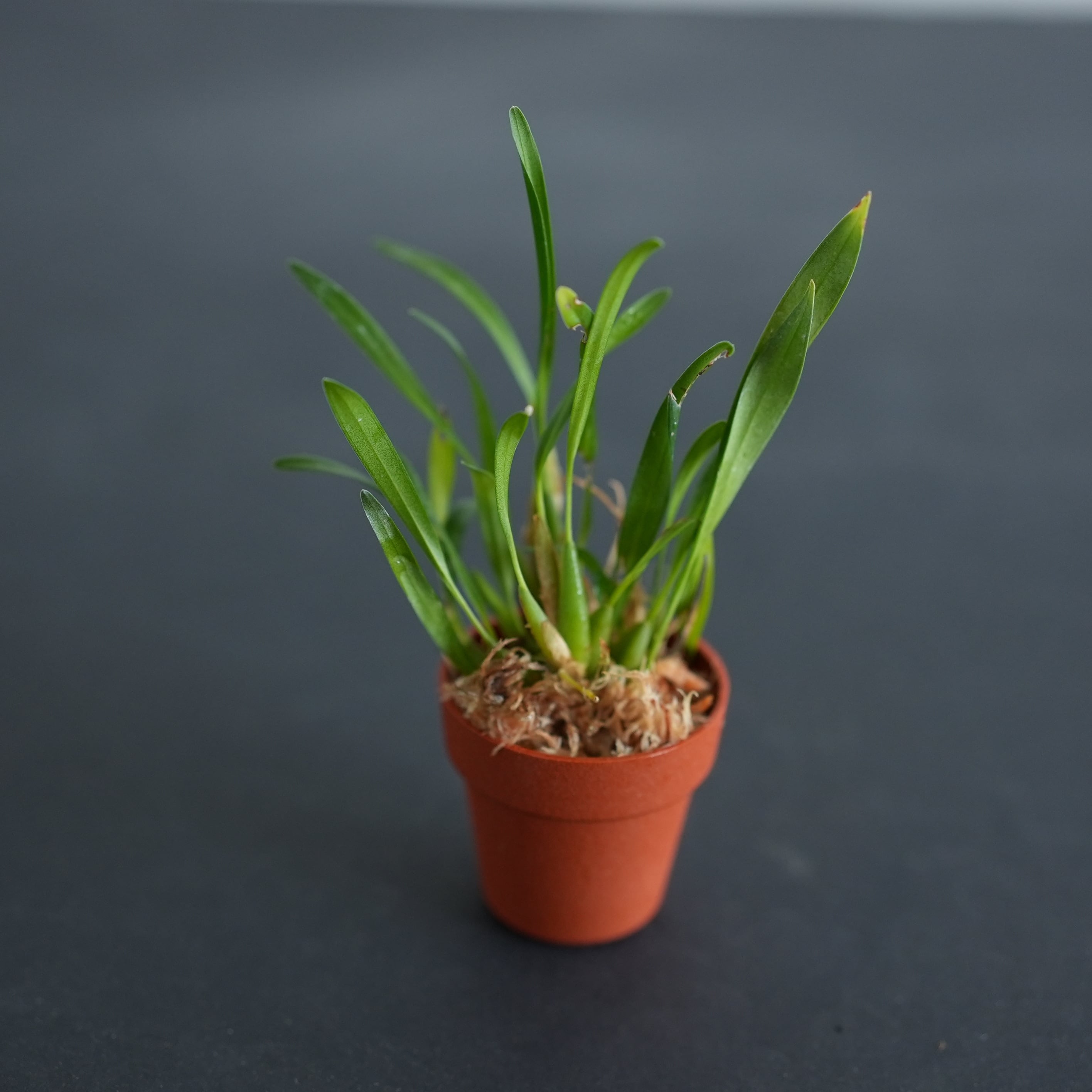 デンドロキュラム ピグメア Dendrochilum pygmaea(セロジネ ピグメア)【着生ラン】苔テラリウム用・初心者向け