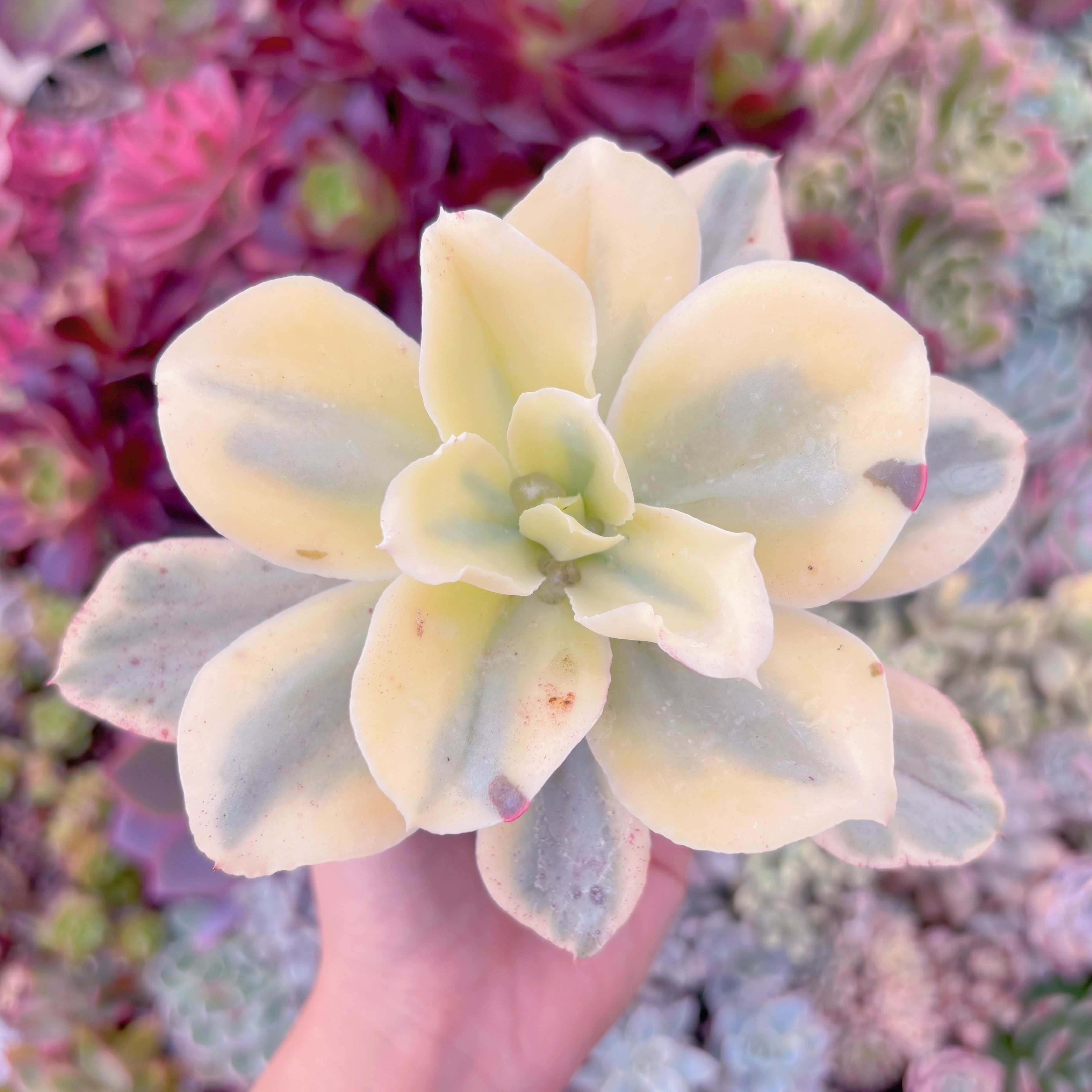 現品　moon river#886　古株　るる農園