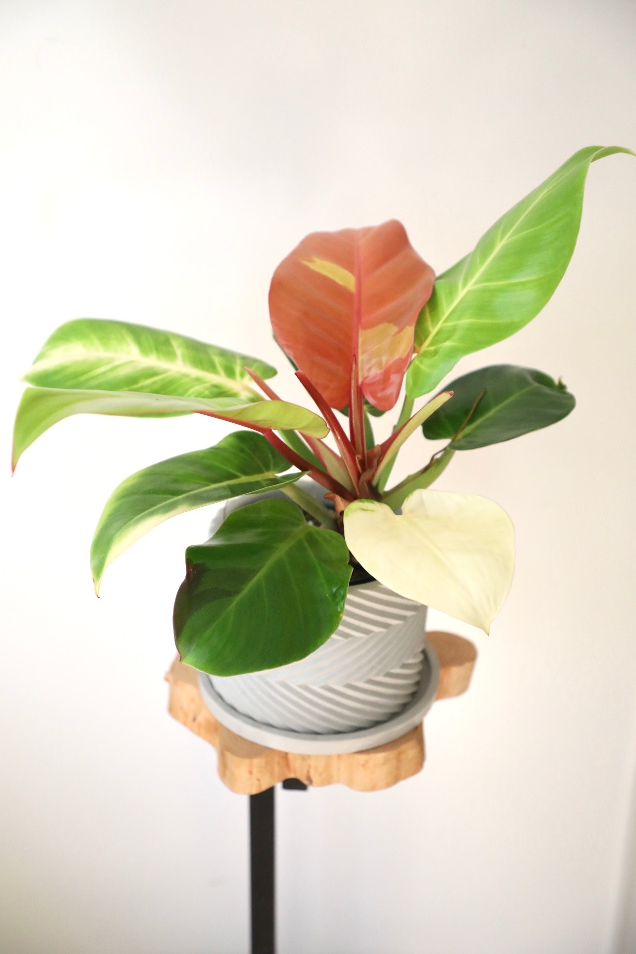 【M】フィロデンドロン レッドムーン/Philodendron Red Moon ※陶器鉢付き