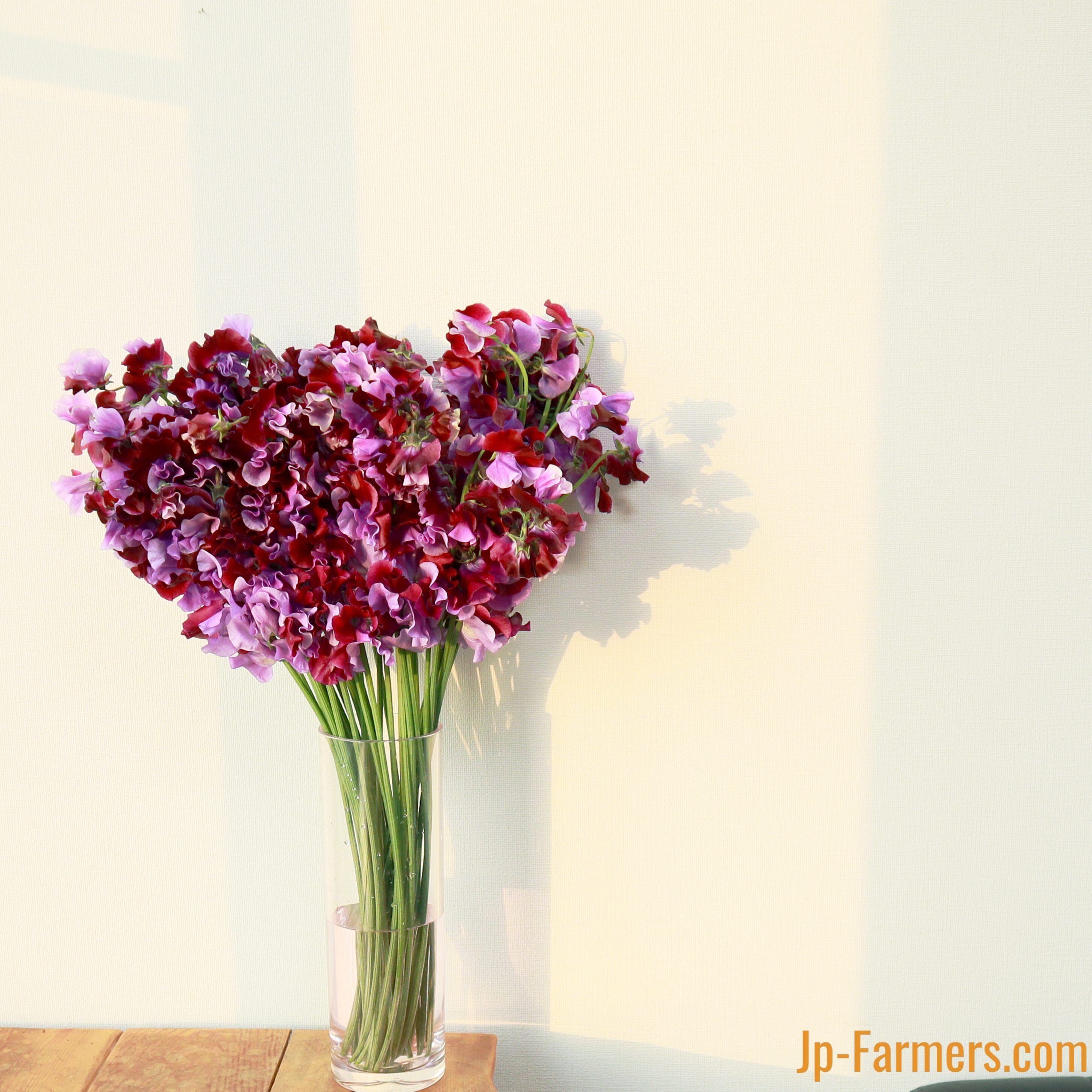 スイートピー 式部 50本 式部三姉妹 Jp Farmers Com