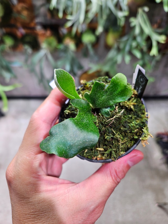 P.willinckii OMG × Ginka Spore mutation【artPLANTs/PLANTS GARAG】ビカクシダ#Platycerium