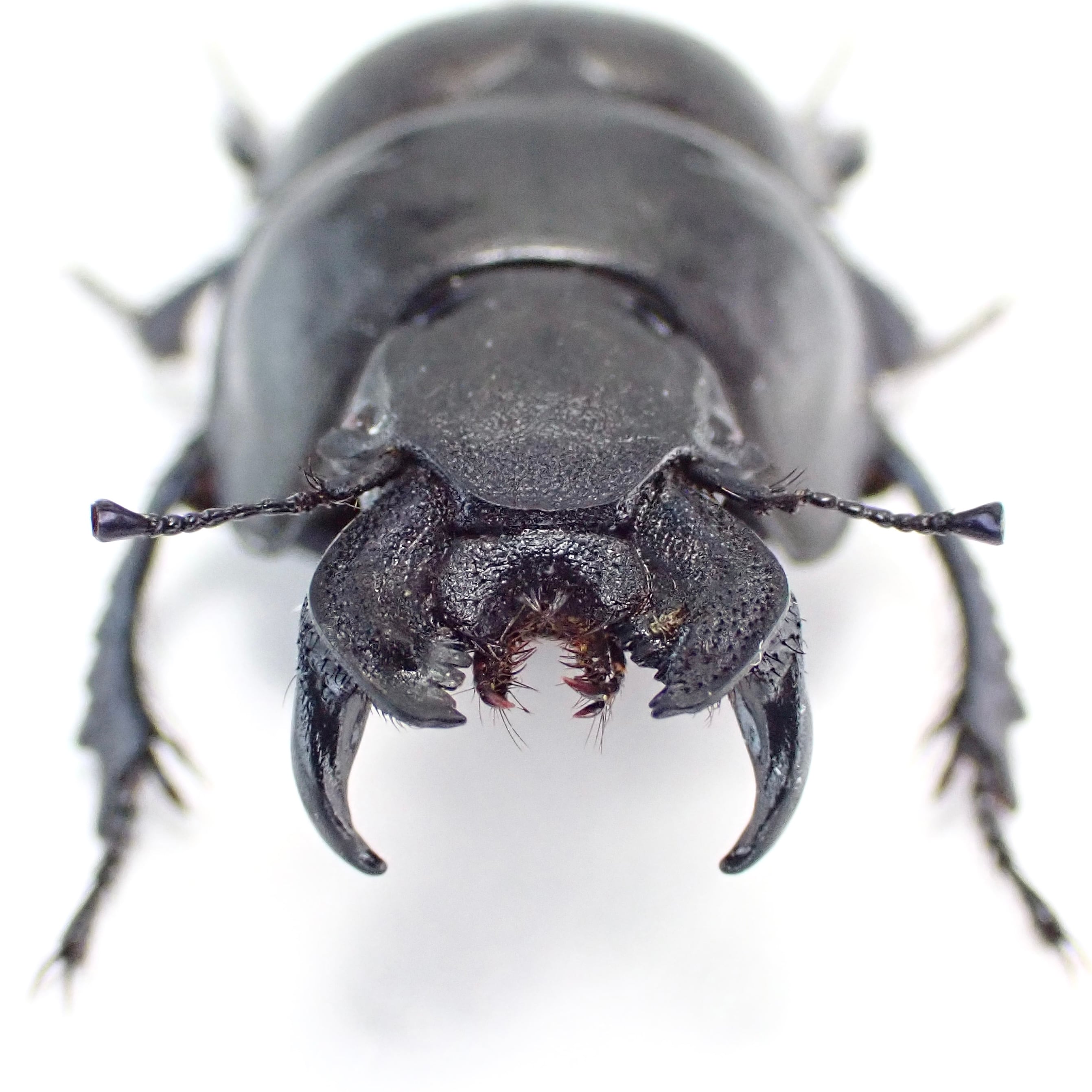 ウクライナ産 Lethrus apterus ♂♀ 21mm/21mm | 昆虫標本 Diggers