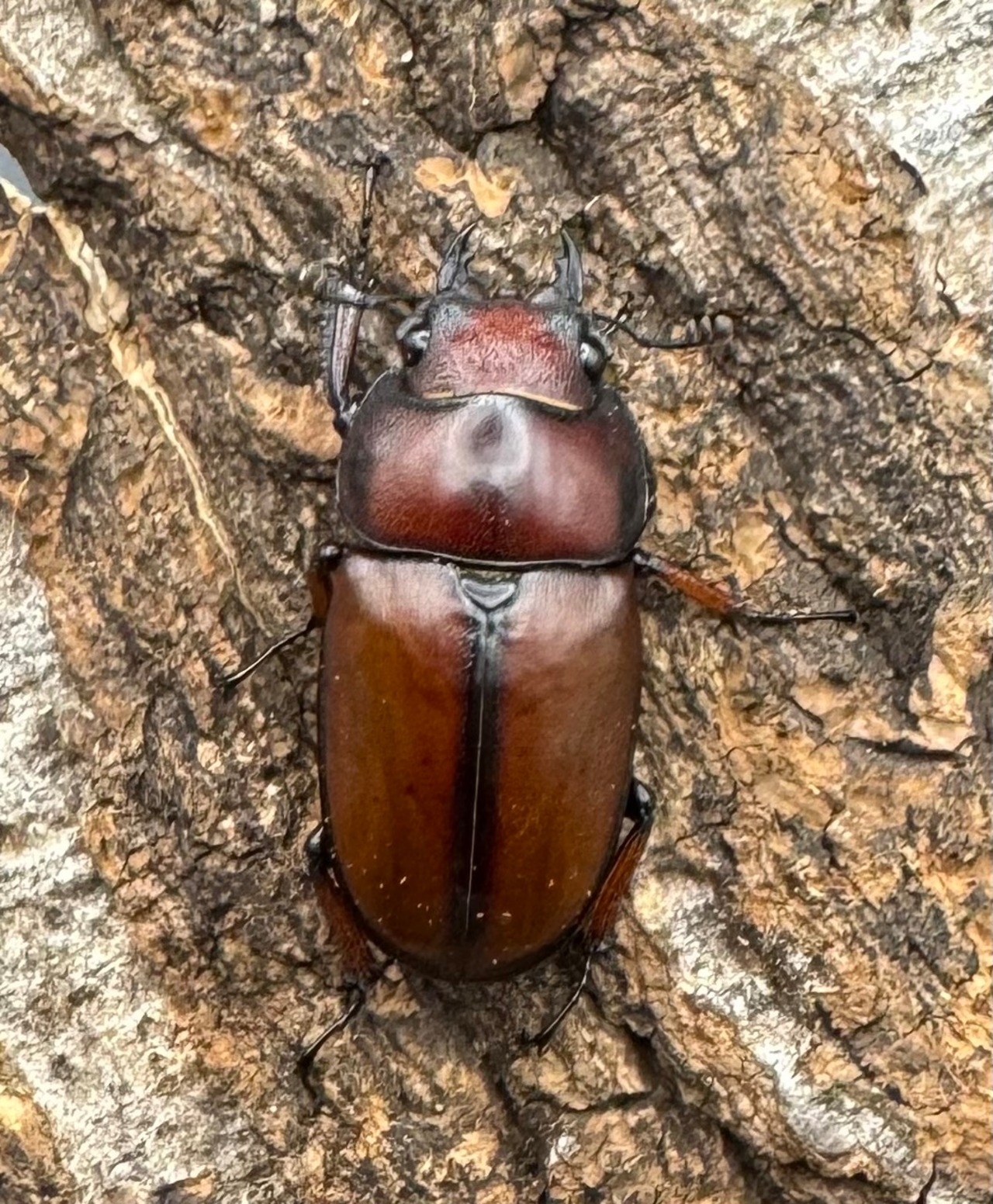 【WD】《アスタコイデスノコギリ65mm ペア》