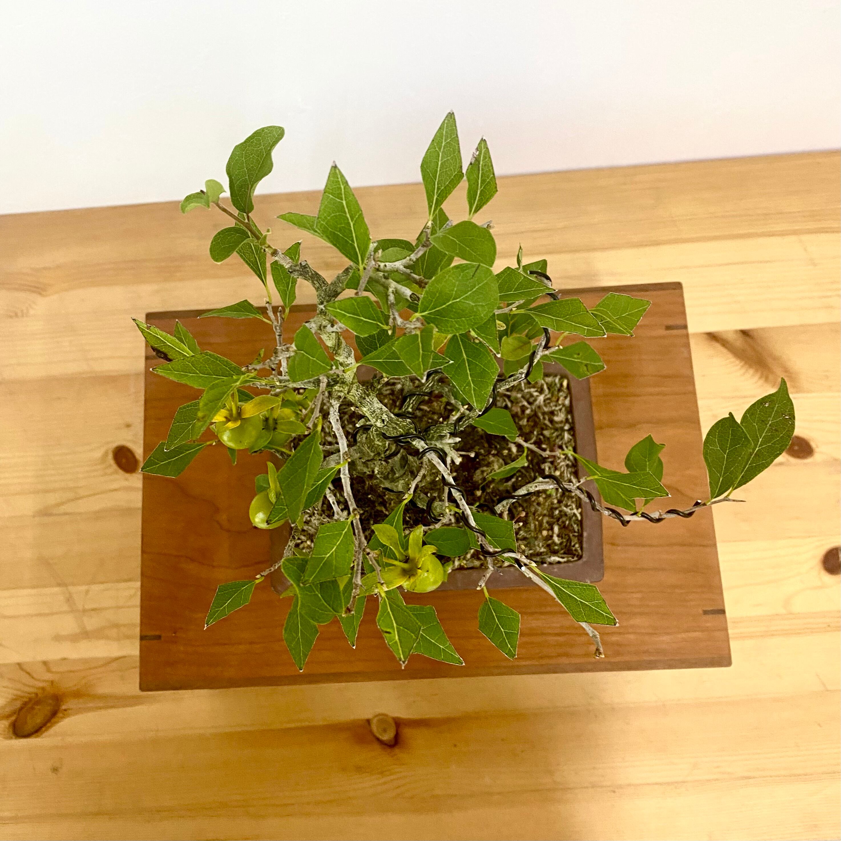 岐阜県高山発☆ローヤ柿 老爺柿 柿 盆栽 bonsai 岐阜県高山発☆ローヤ柿 老爺柿 柿 盆栽 bonsai