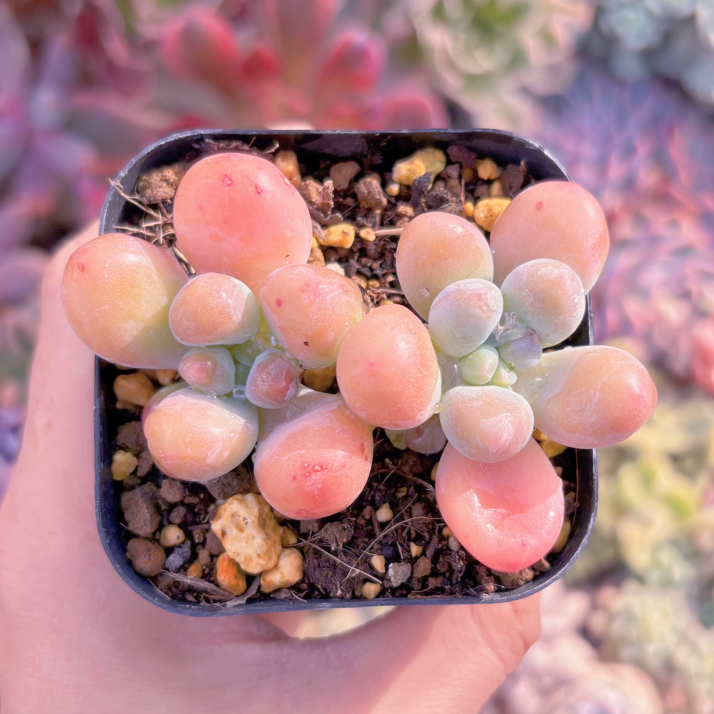 現品　パトリックスター#655　古株　るる農園