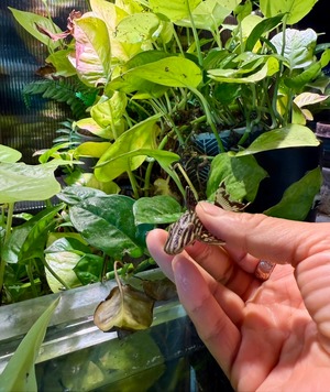 サンダーロイヤルプレコ