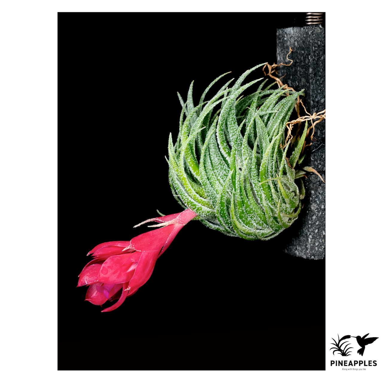 Tillandsia sprengeliana (Brazi, Alt 1200m Ex Koehres) - 2