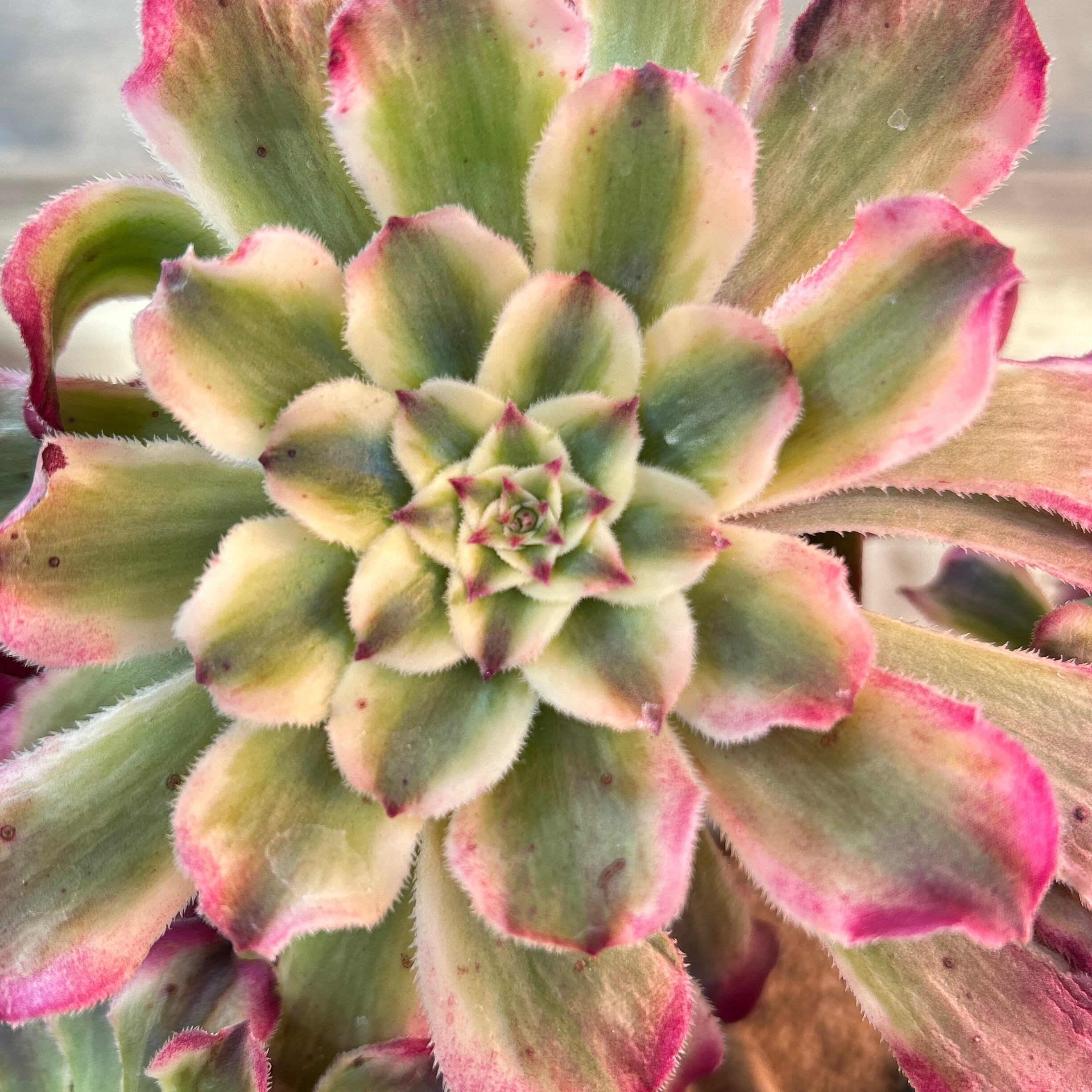 水彩画 アエオニウム | RuPo 多肉植物専門店