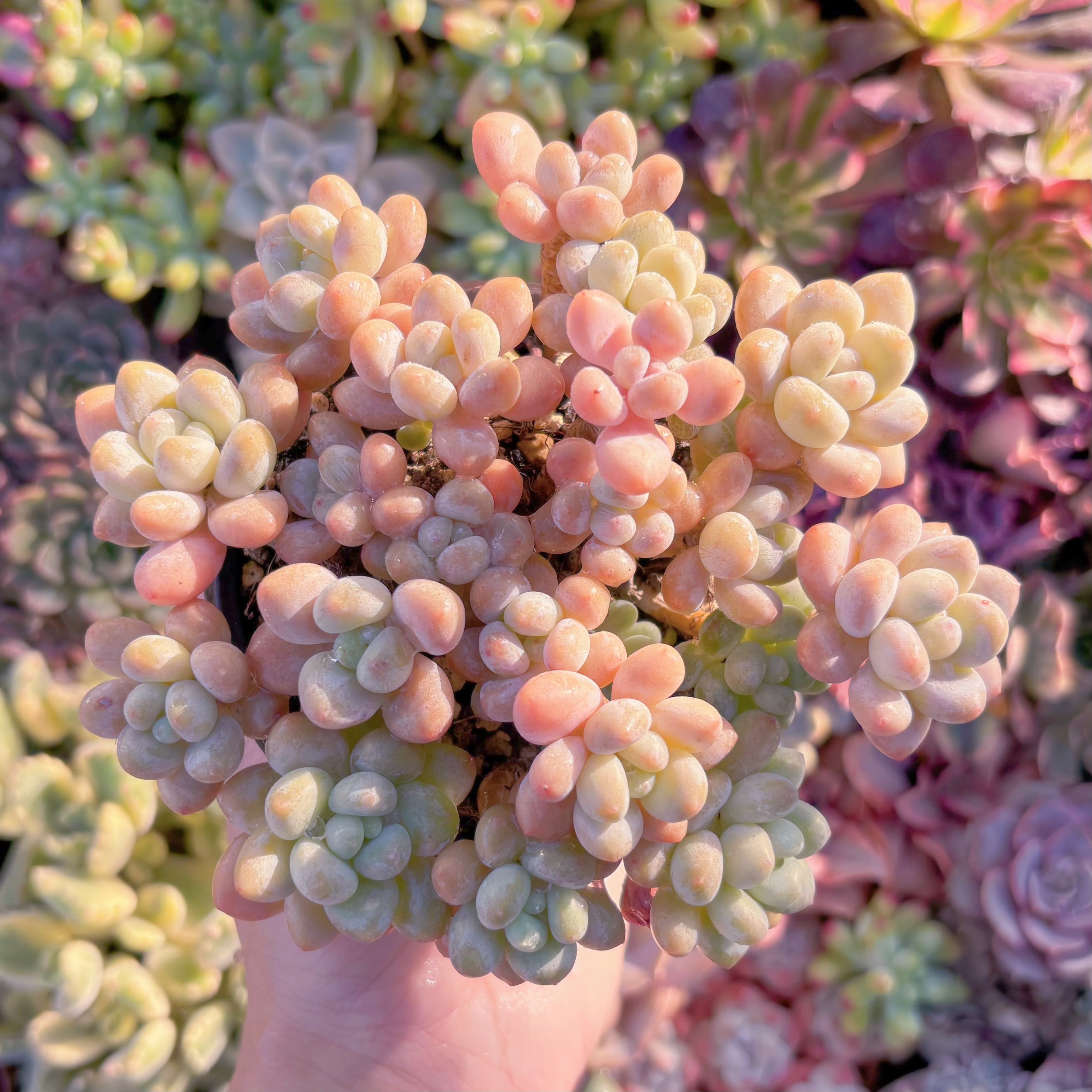 現品　キャビア#M196　群生　るる農園