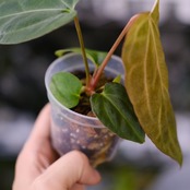 Anthurium Carlablackiae / アンスリウム カーラブラッキー⑬│観葉植物