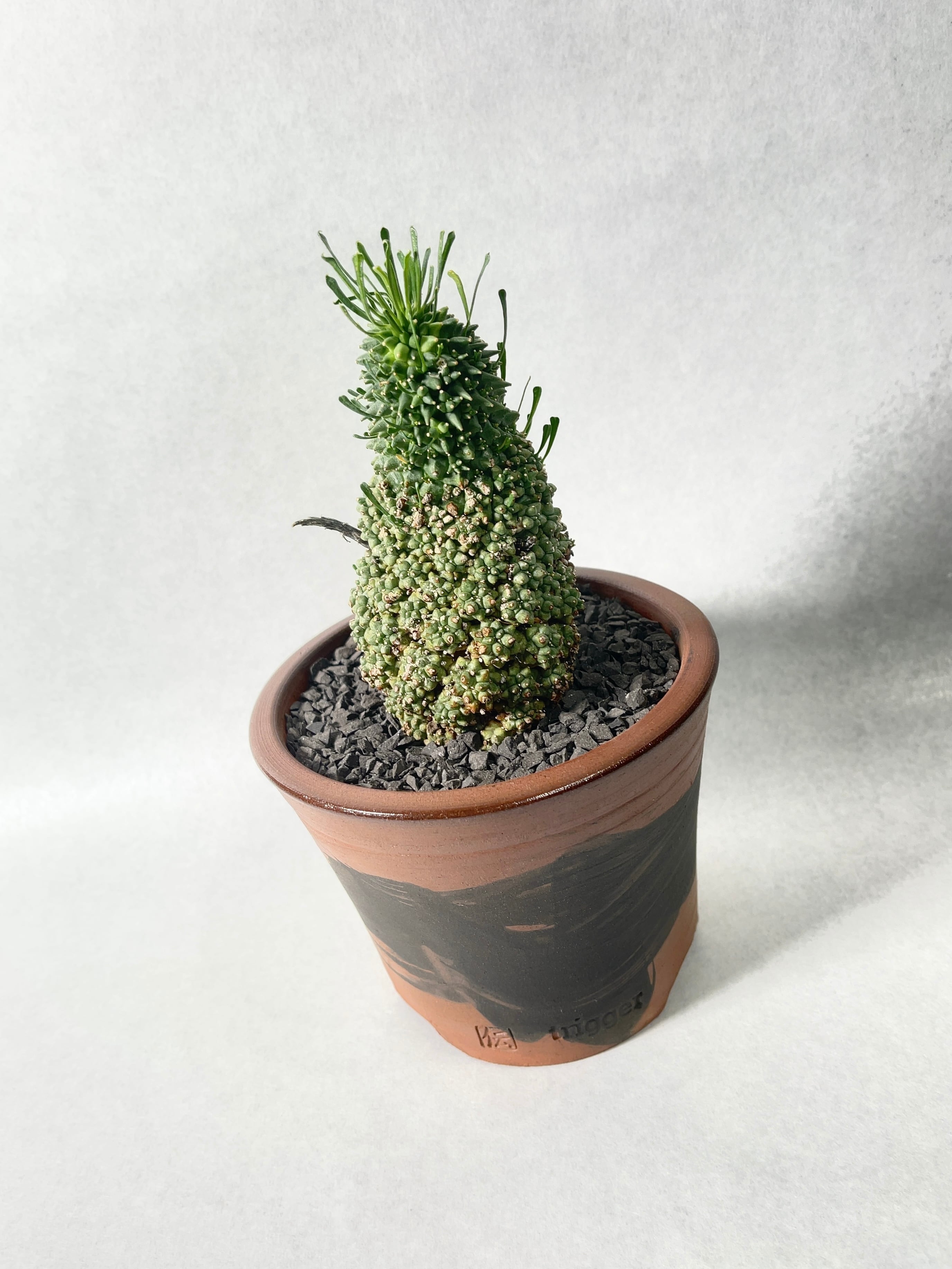 Euphorbia multiceps ユーフォルビア▪︎ムルチセプス isla del pescado - Euphorbia multiceps-多頭キリン