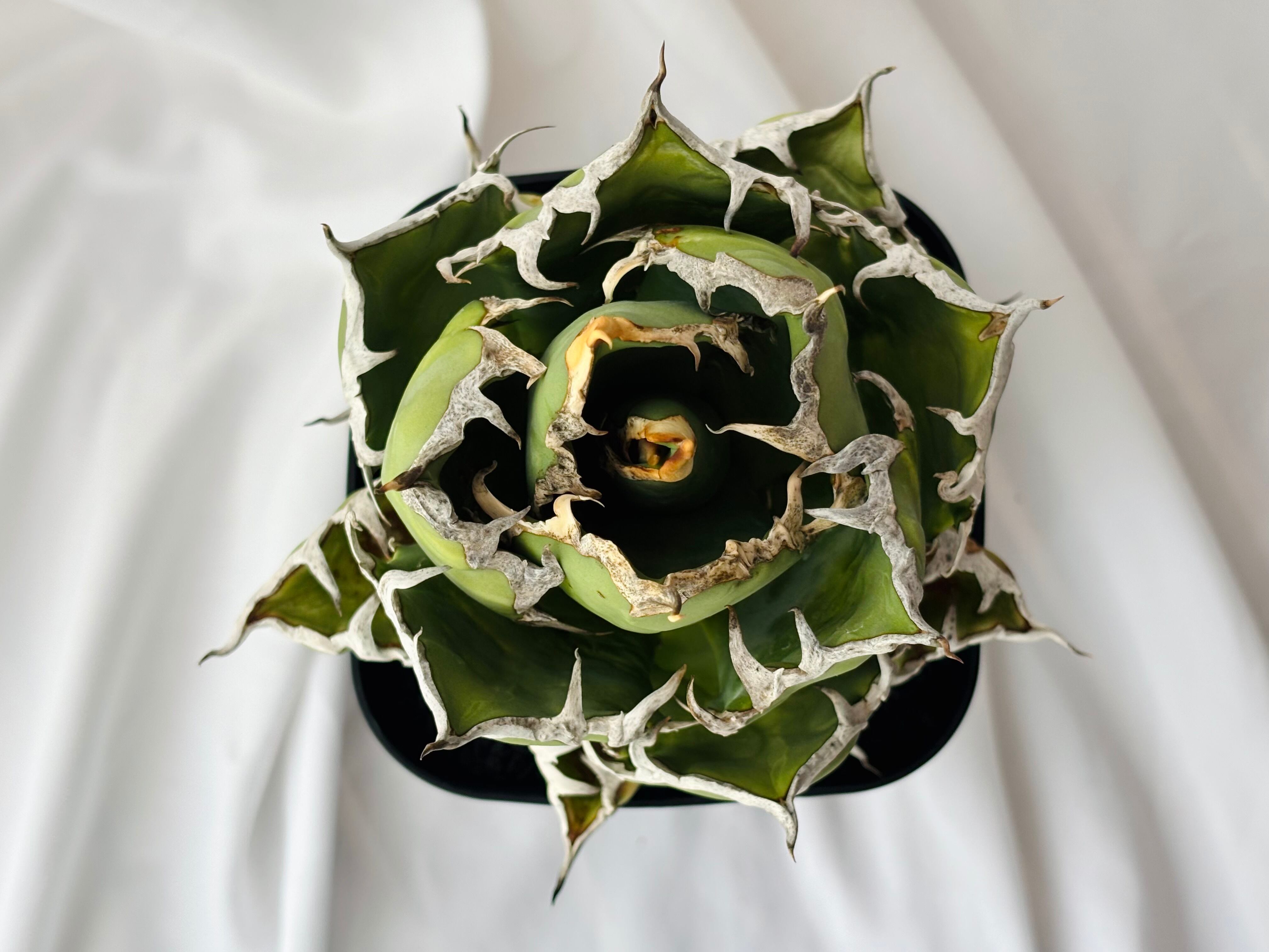 Agave titanota アガベ チタノタ FO76 多肉植物 | plants MARU