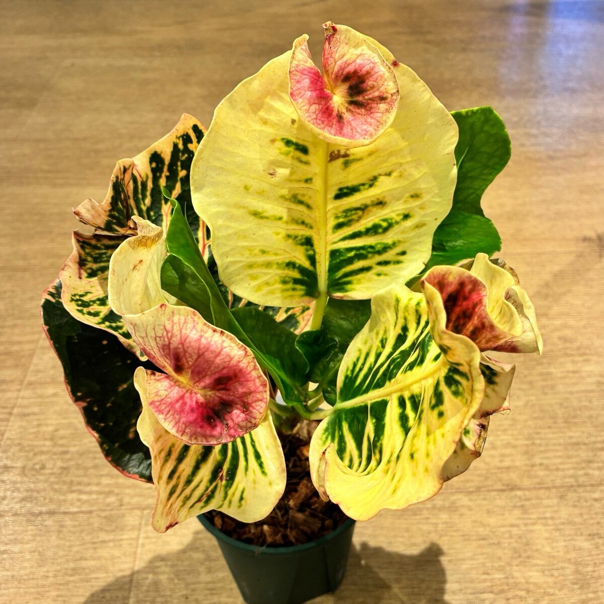 【現品】タイ直輸入 クロトン Siriluck 35-1|大きめ幅広葉・波打ち