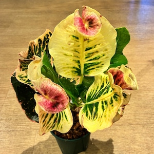 【現品】タイ直輸入 クロトン Siriluck 35-1|大きめ幅広葉・波打ち