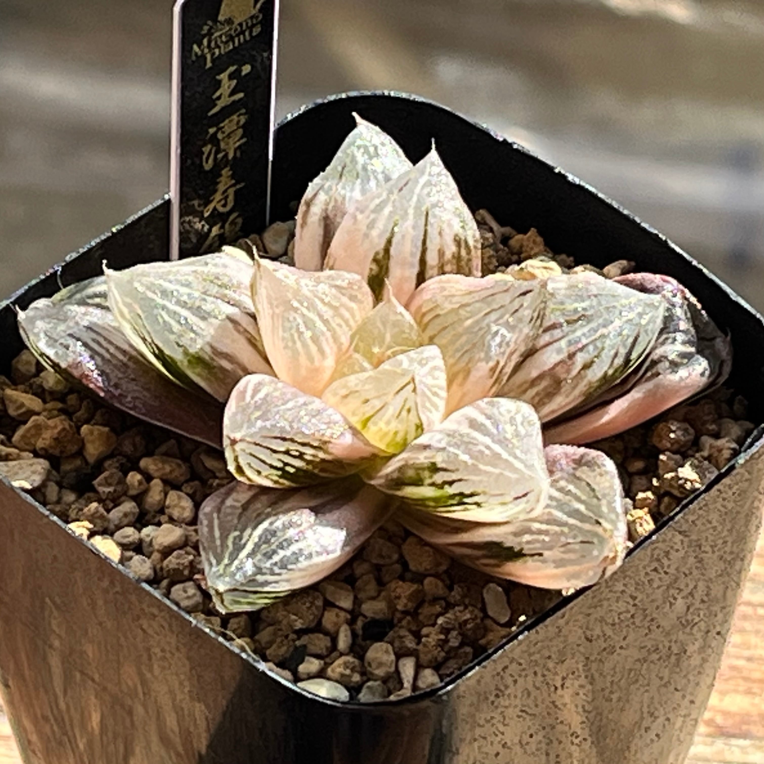 ハオルチア 竜爪 オブツーサ錦 | mocono_plants